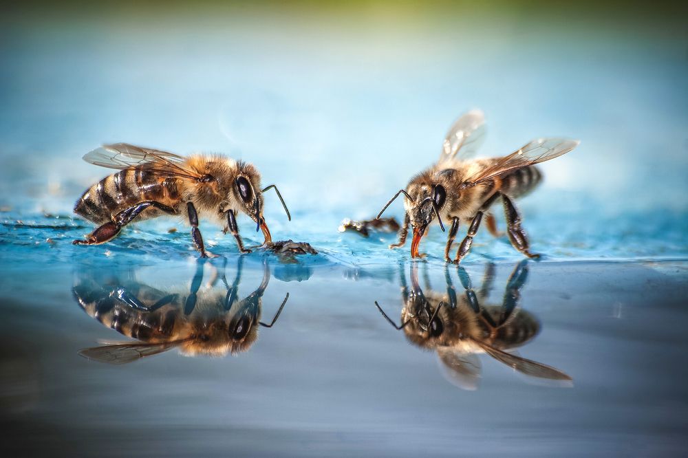 Photograph by Samir Kurtagić