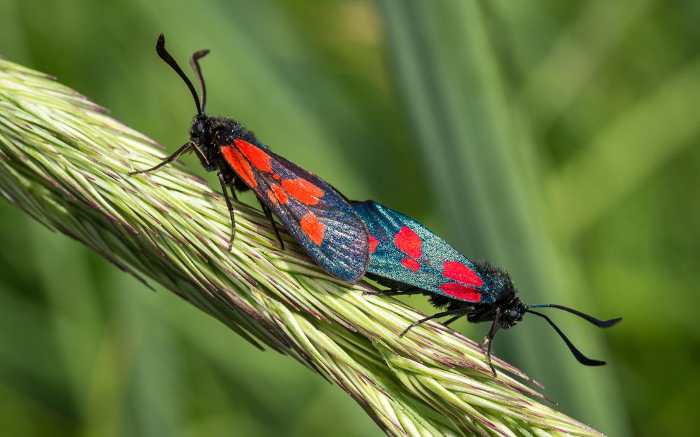 Photograph by Линк Ольга