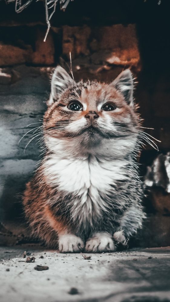 Фотография автора Данил Сорокин