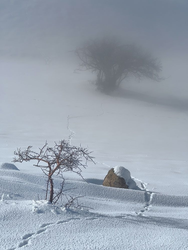 Photograph by Ali goreishi1