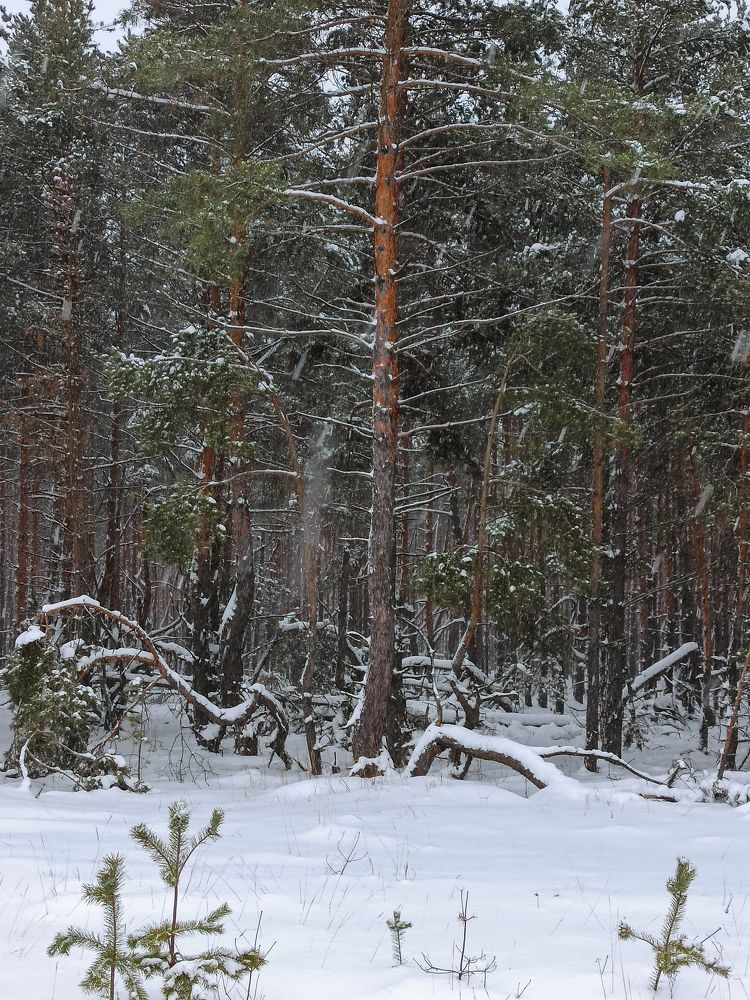 Photograph by Ирина Дегтярева