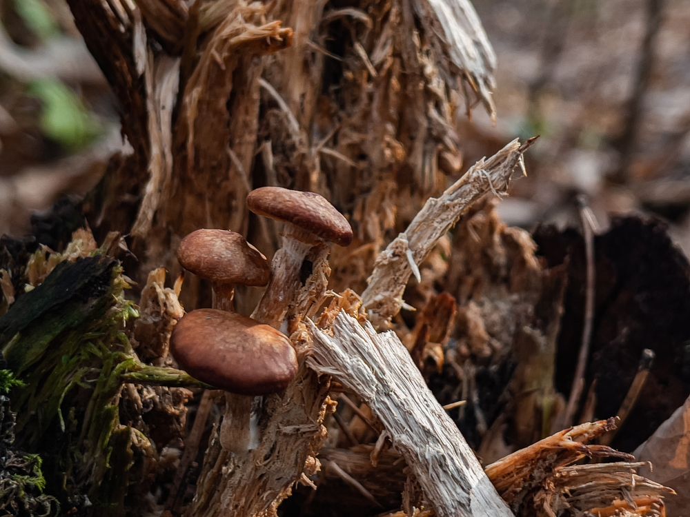 Photograph by Олег Кипкаев