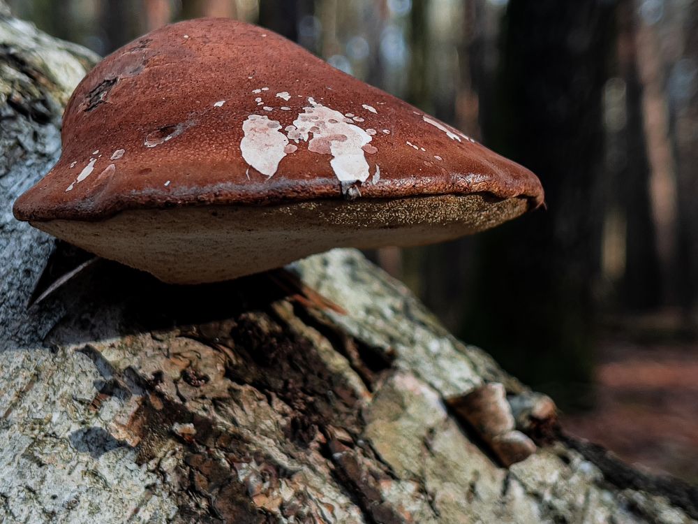 Photograph by Олег Кипкаев