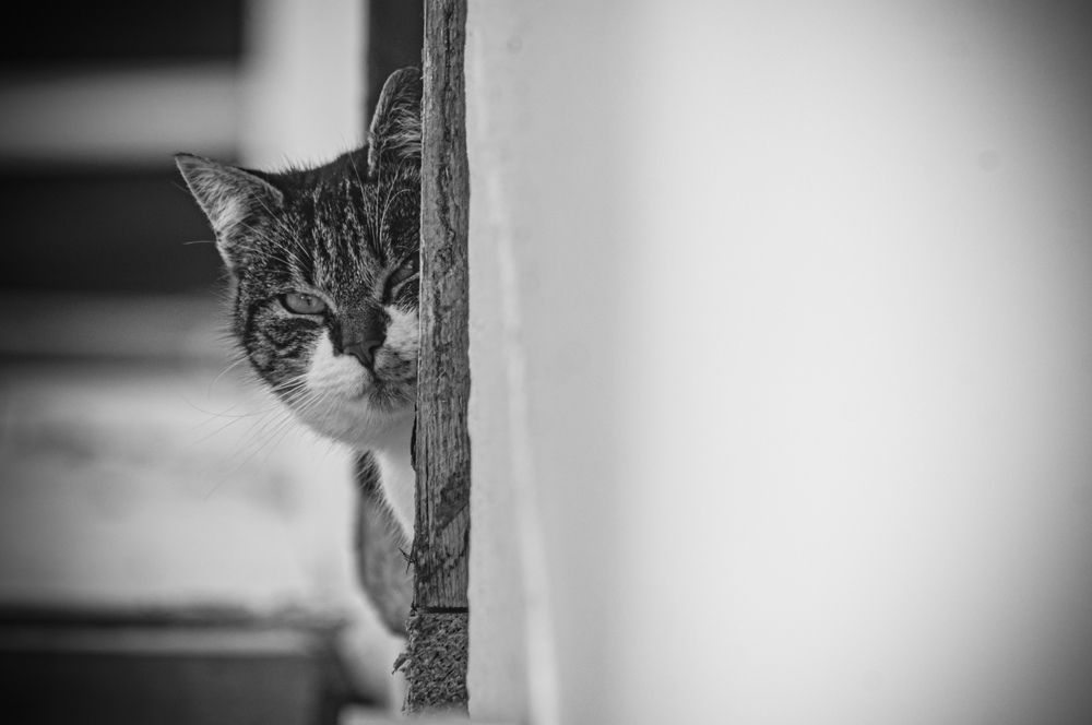 Photograph by Vasilica GEORGE