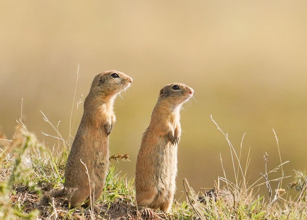 Photograph by Krasimir Georgiev