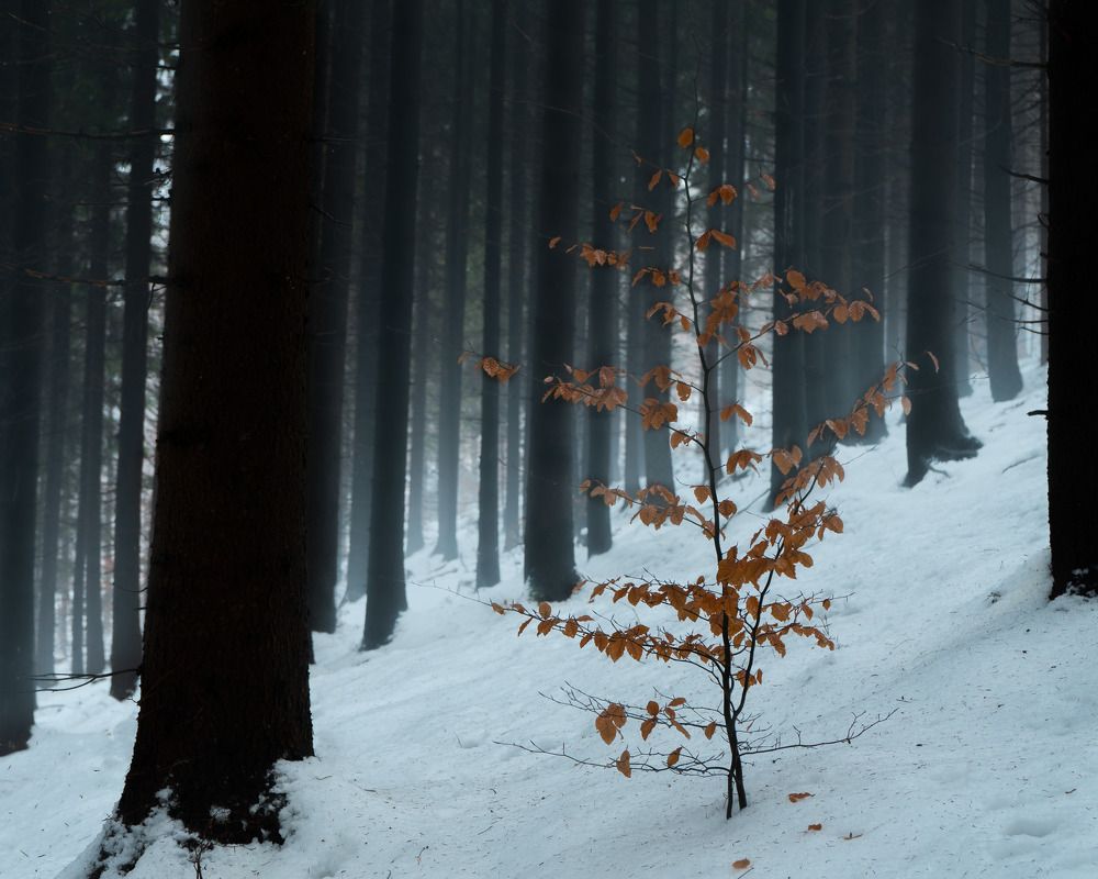 Photograph by Filip Micunda