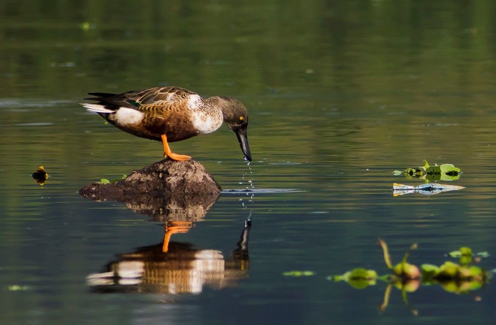 Fearfully and Wonderfully made