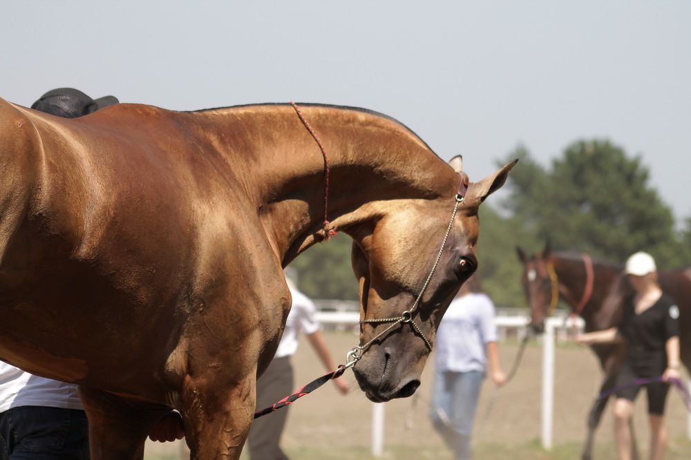 Photograph by Ольга Сельницына
