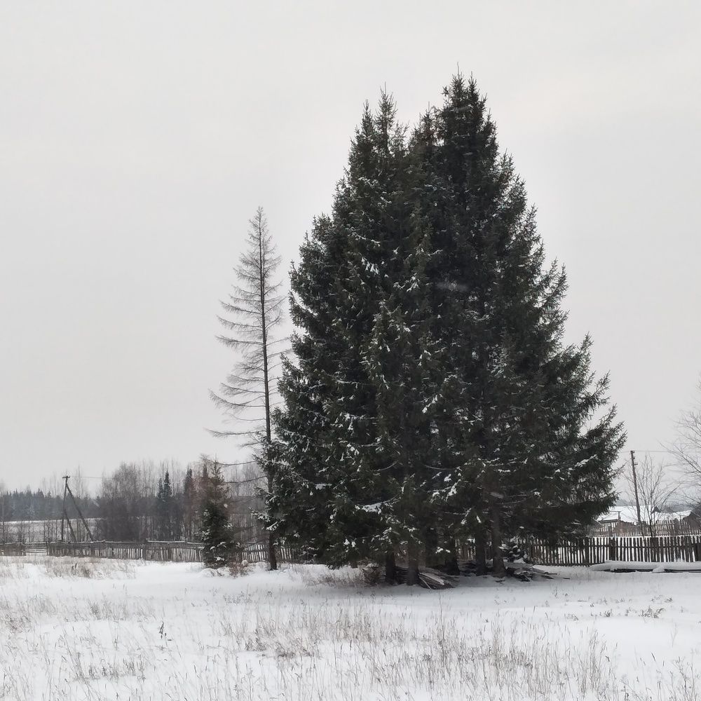Photograph by София Корепанова