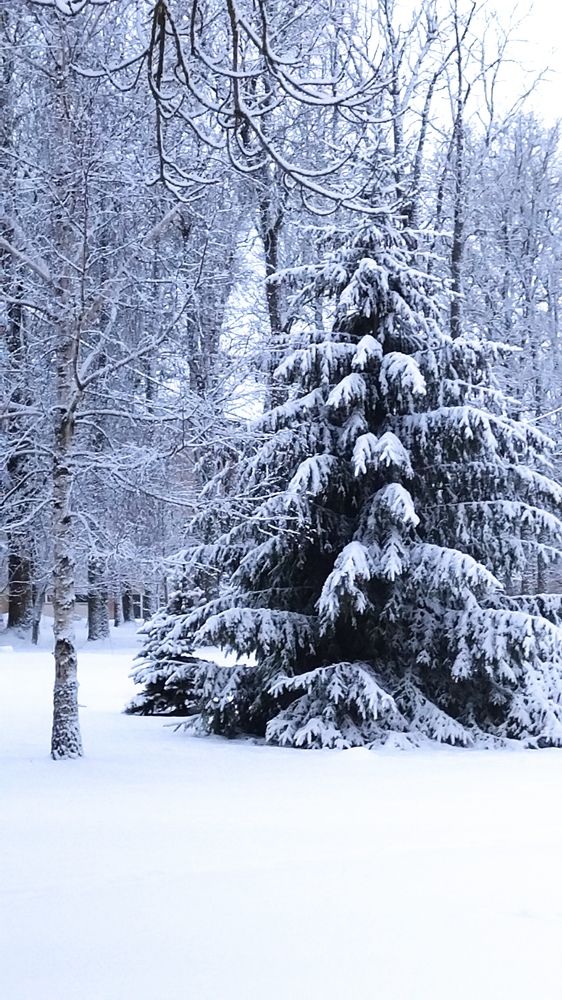 снежный бульвар