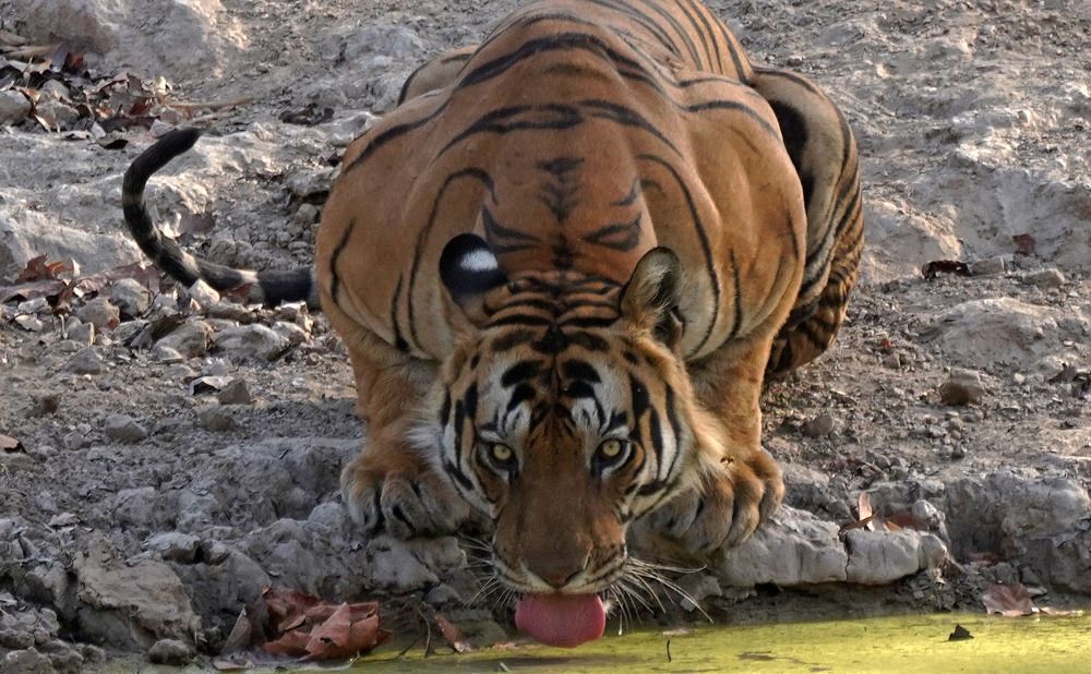 Photograph by Nirmalya Chakraborty