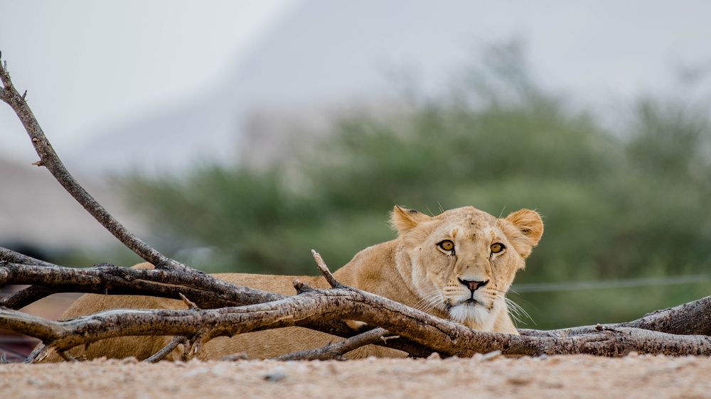 Photograph by Nuwair ALHajeri