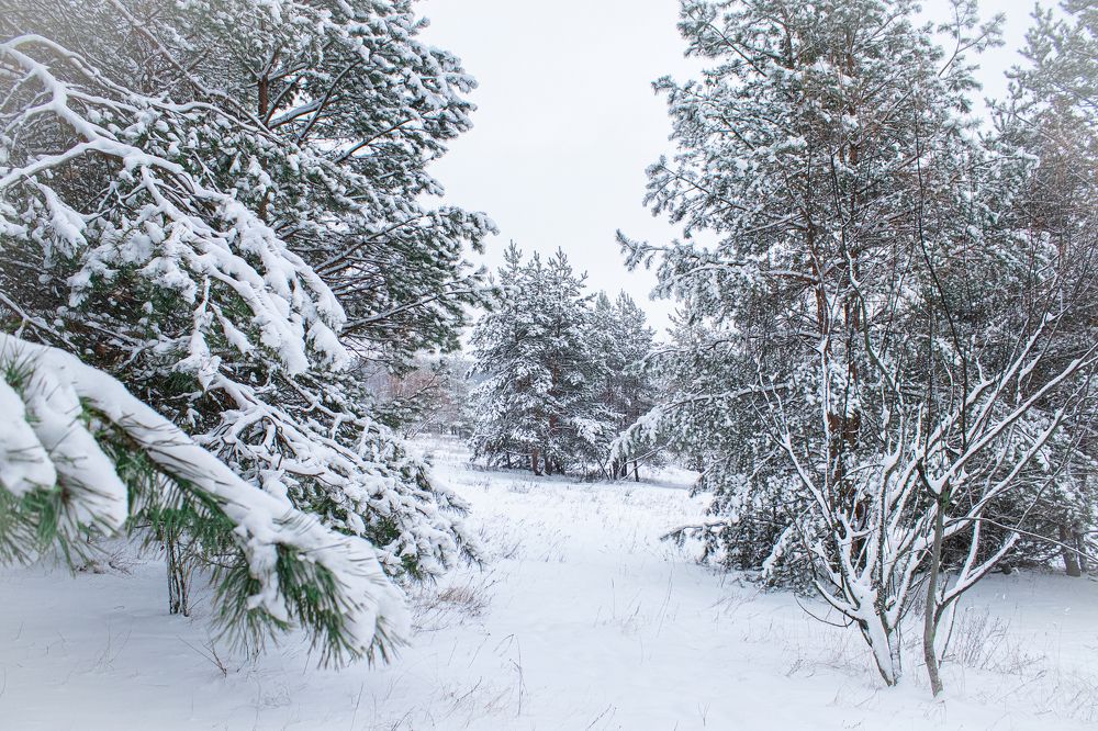 Photograph by Надежда Ржевская