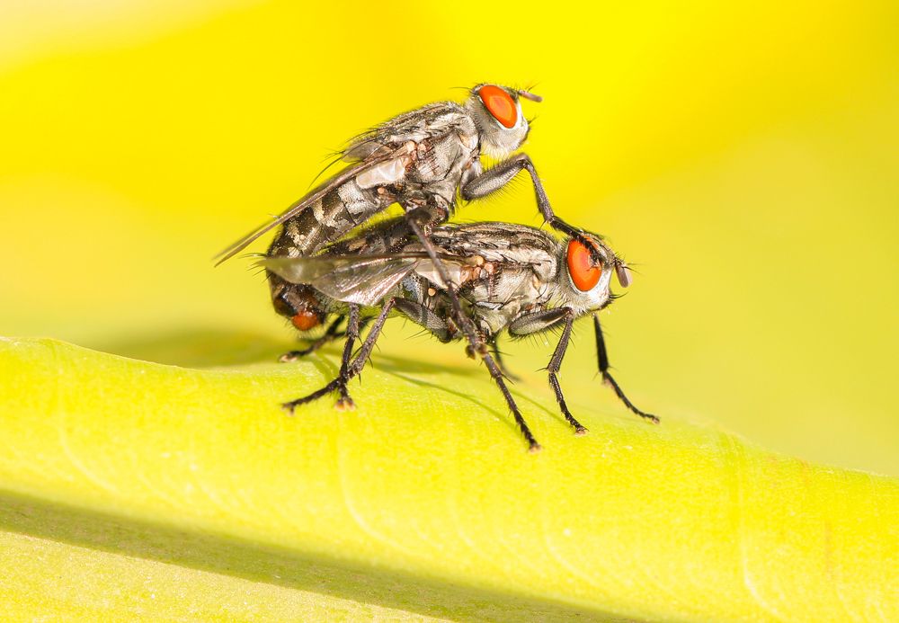 flies overrun condition