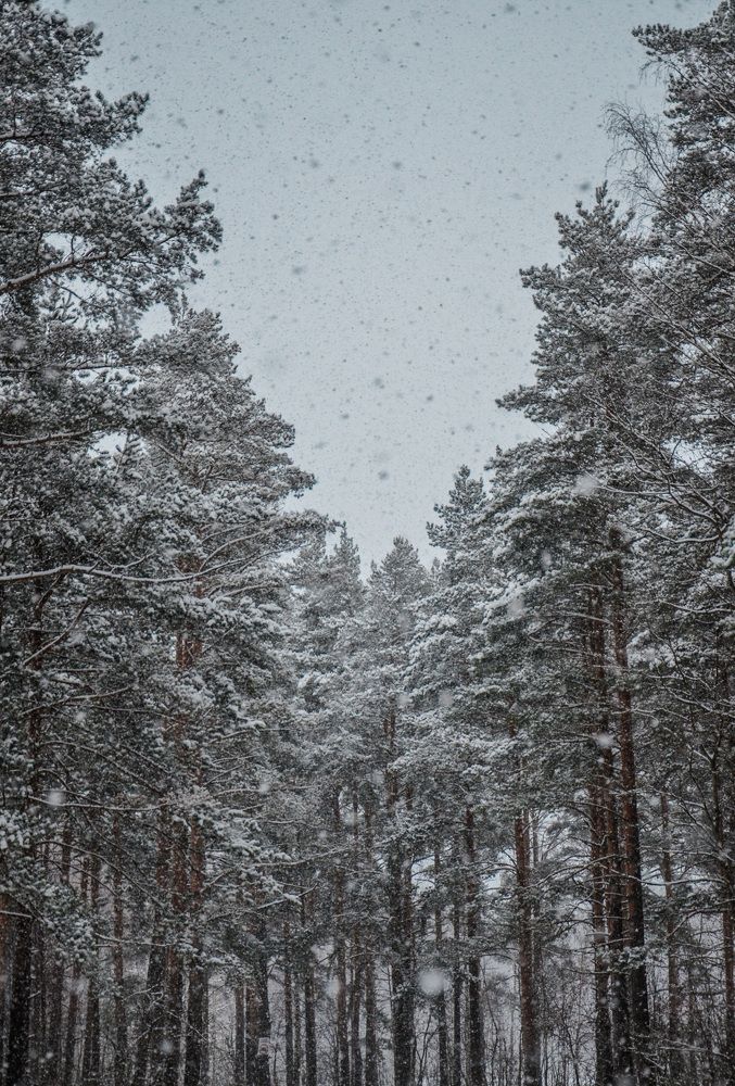 Photograph by Ника Киреева