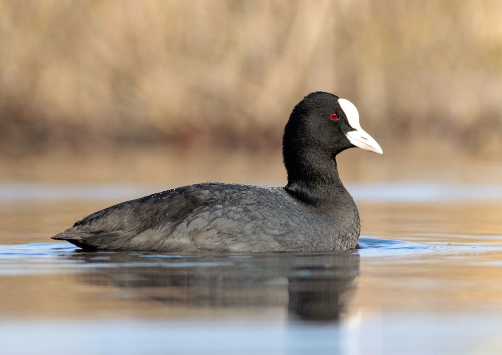 Photograph by Павел Краснослободцев
