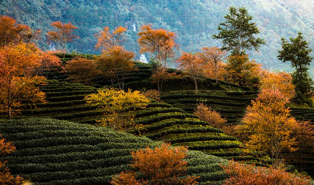 O Long Tea garden