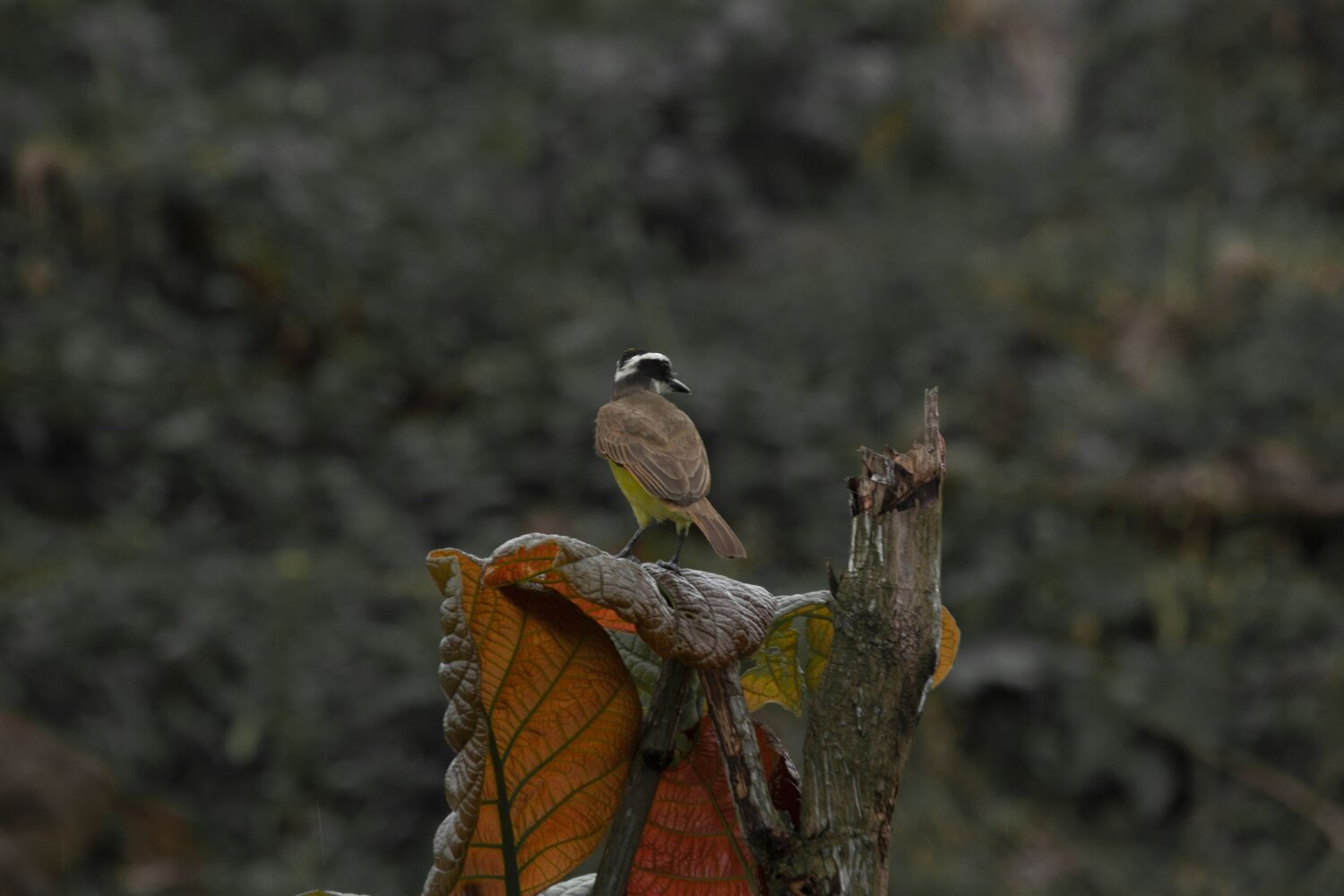 Photo #6943348