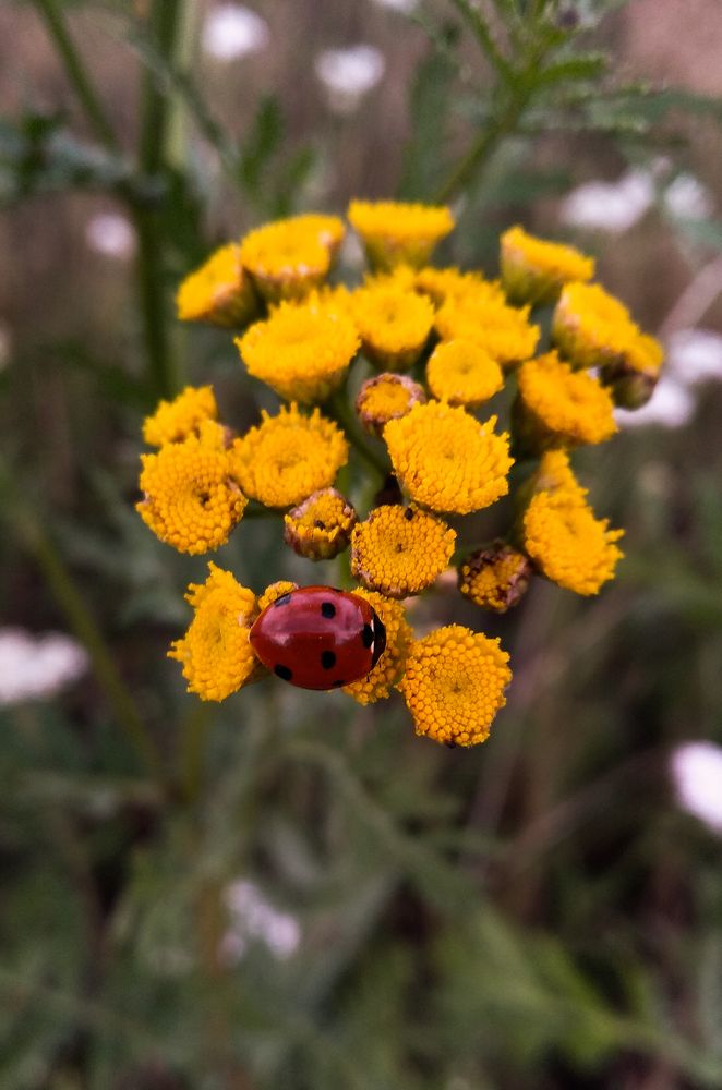 Photograph by Михаил Гаврилов