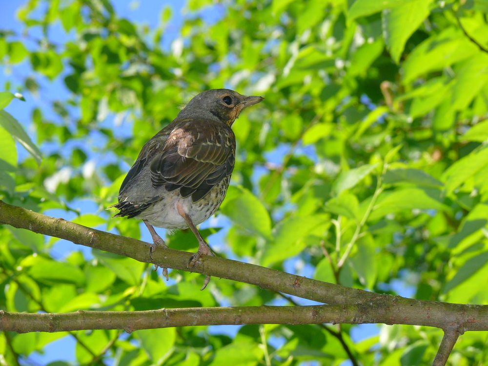 Фотография автора Анатолий Борисов