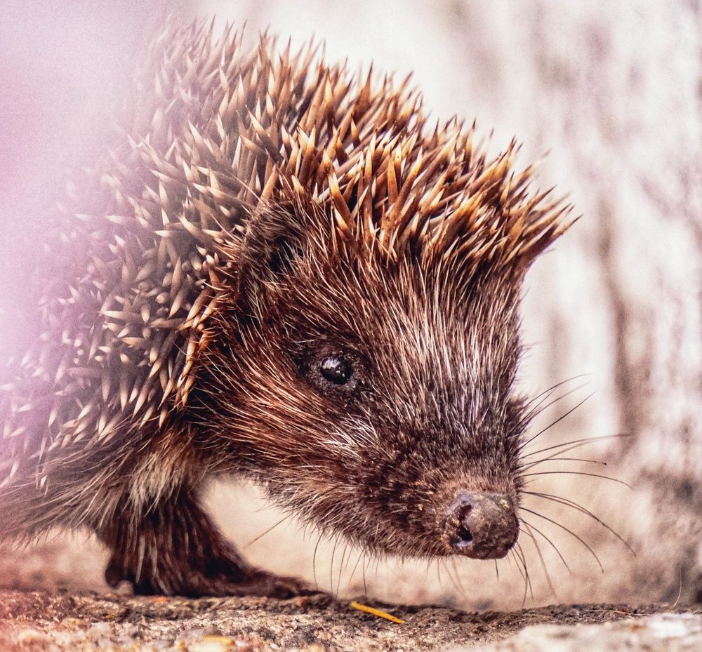 Photograph by Елена Пасажицкая