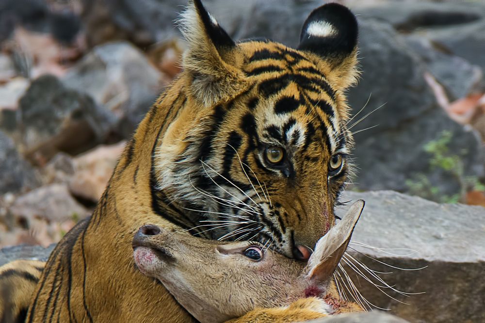 Photograph by Yuwaraj Gurjar