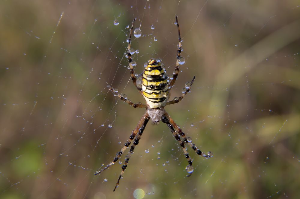 Паук-оса во всей красе !