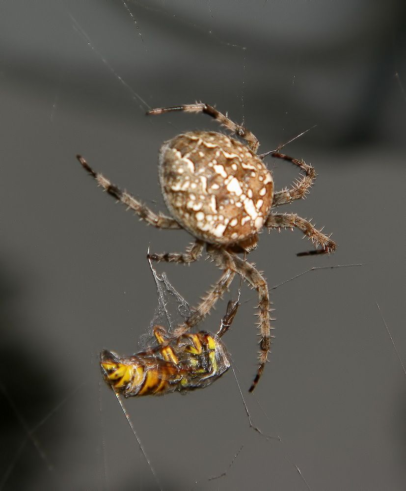 Photograph by Савоцкий Роман