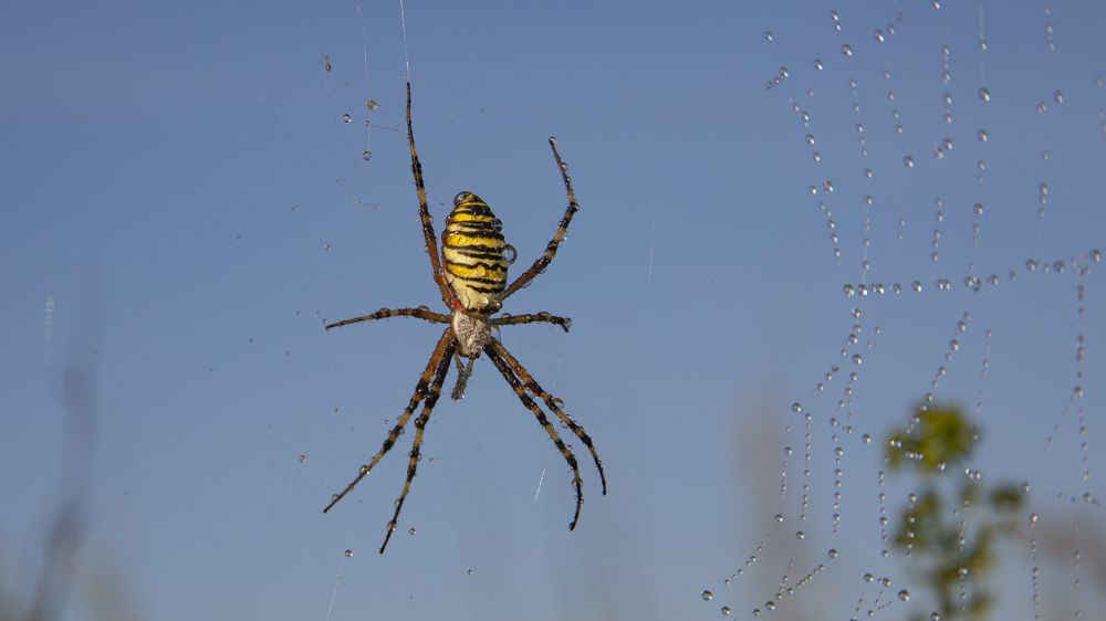 Паук-оса в утренней росе