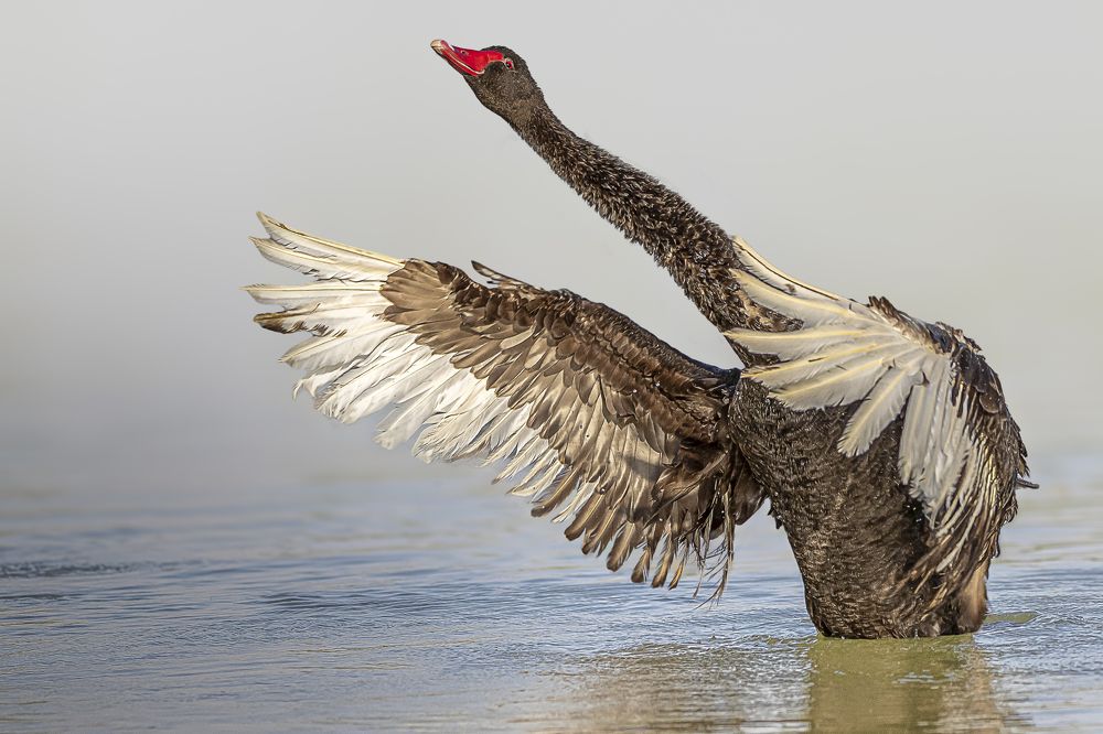 Фотография автора MOHAMED ISMAIL