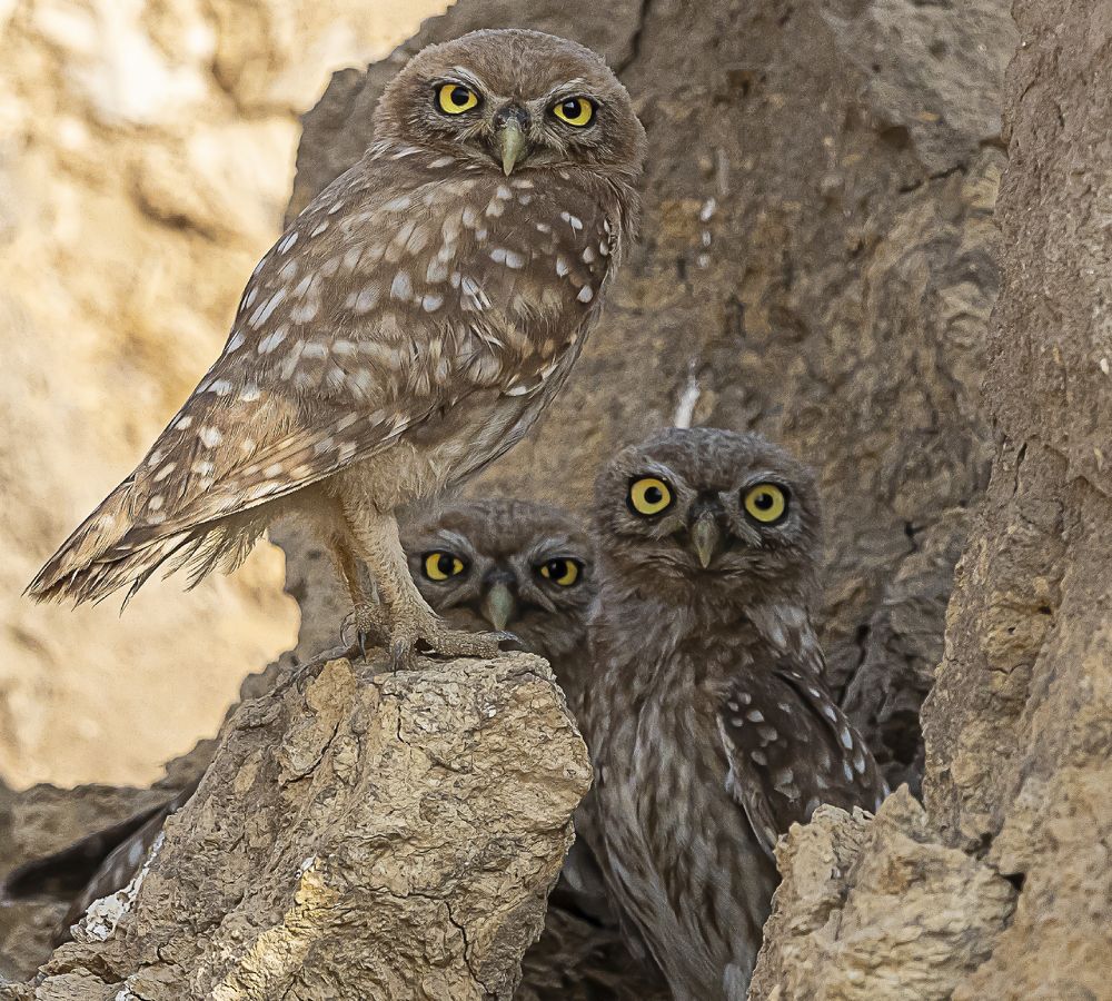 Фотография автора MOHAMED ISMAIL