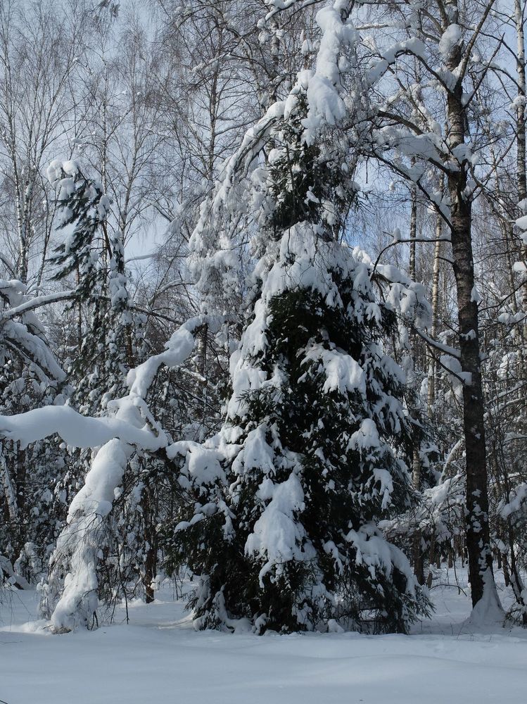 Photograph by Ираида Стародубцева