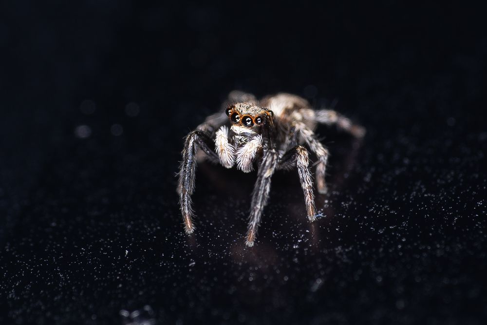 Фотография автора Patricia Machado