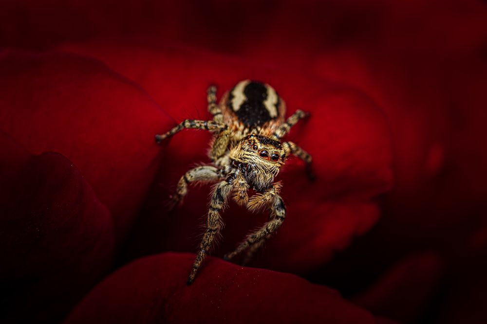 Photograph by Ata Hassanzadeh.D