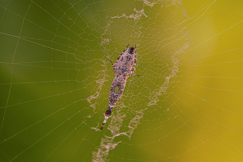 Photograph by Ata Hassanzadeh.D