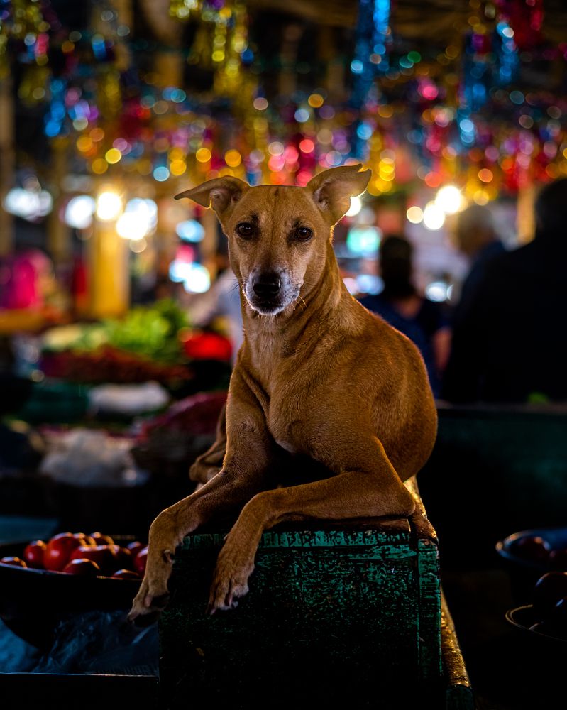 Photograph by Vikram Halkarni