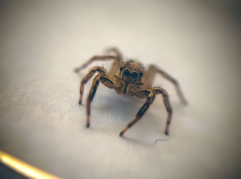 Photograph by Jeremiah Aguilar