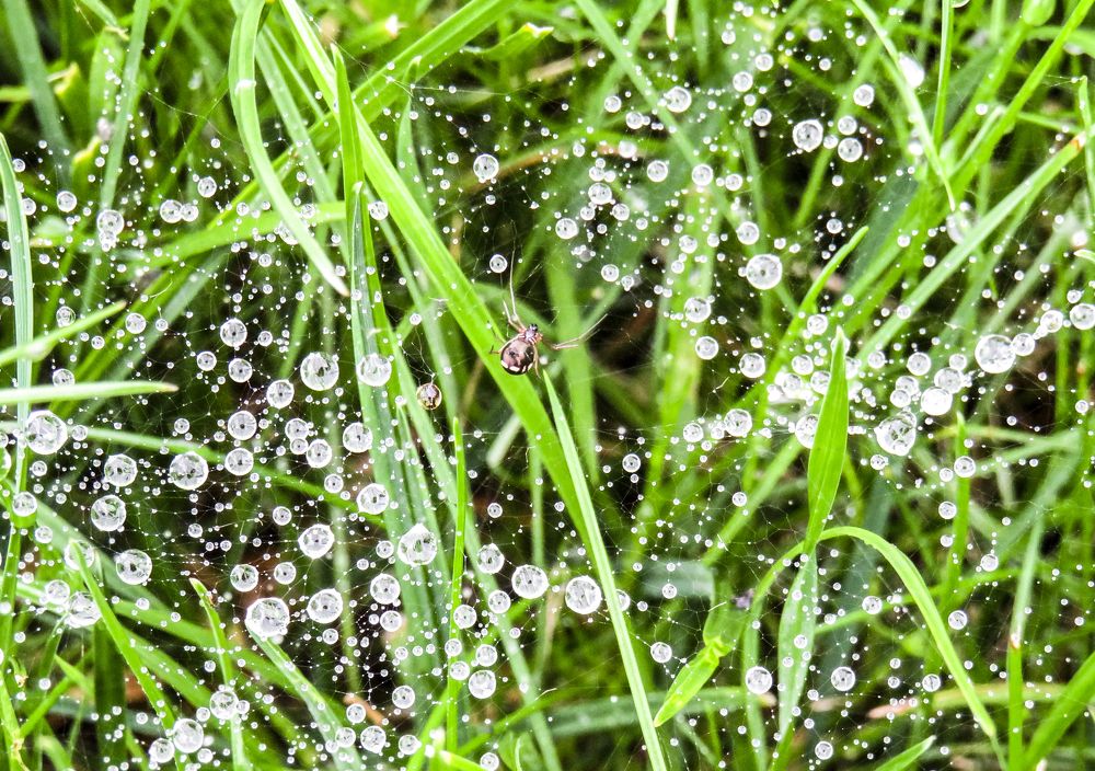 Spider on a web in raindrops