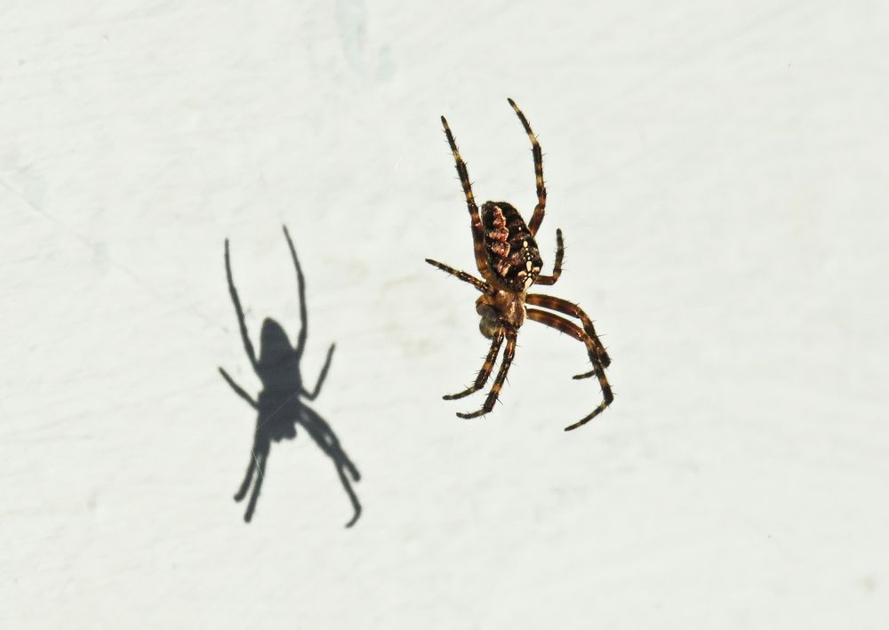Spider and its shadow