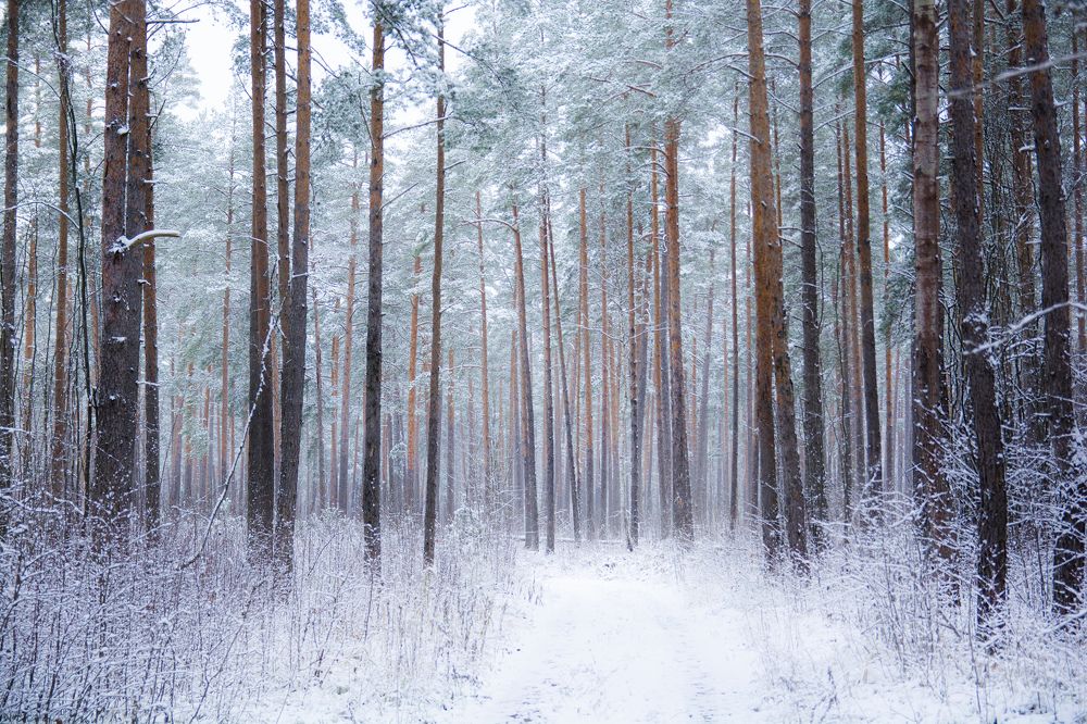 Дорога в зимний лес.