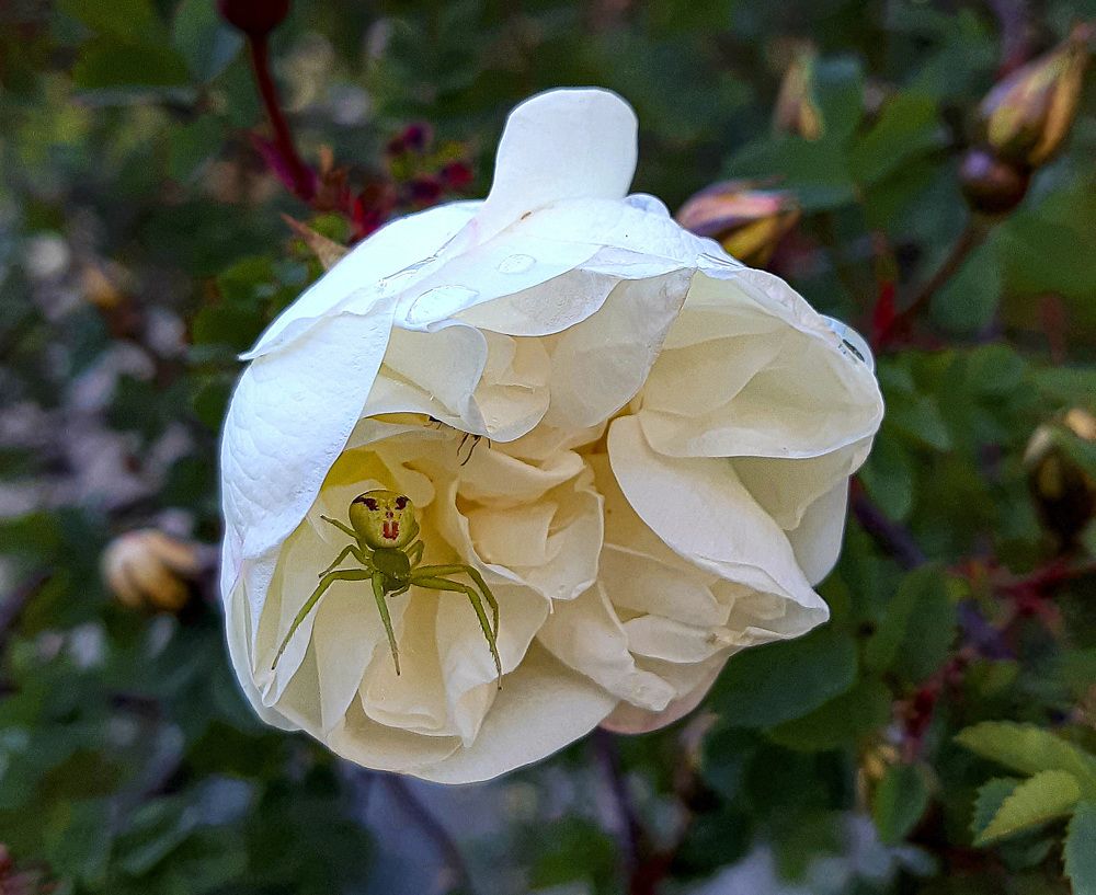 Фотография автора Ирина Лукьянчик