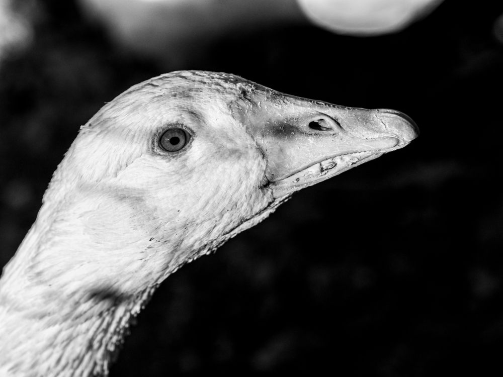 Photograph by Angela Ravaioli