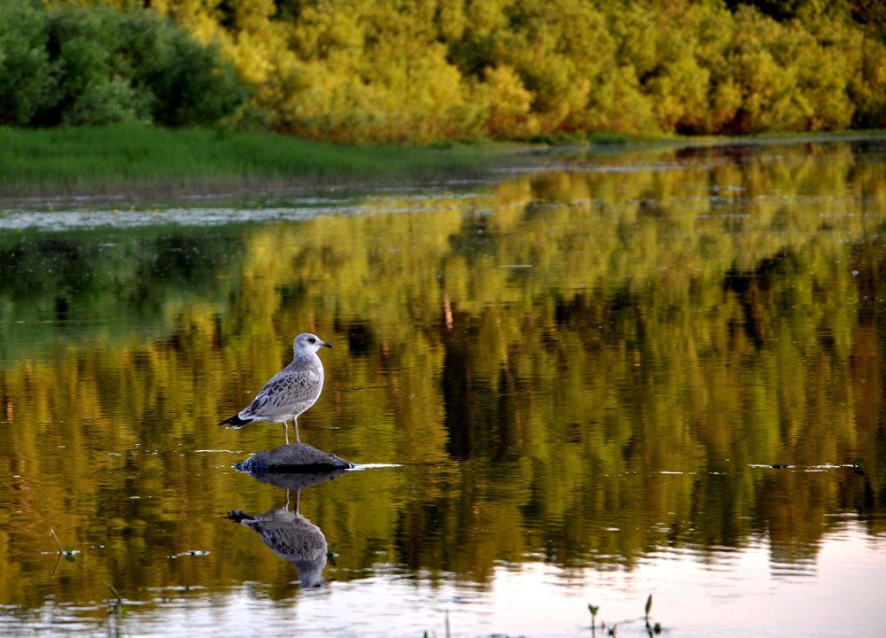 Photograph by Сергей Волков