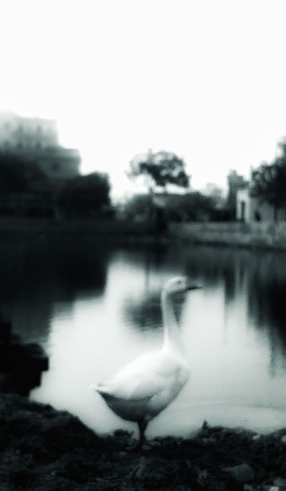 Photograph by Saimon Jackson