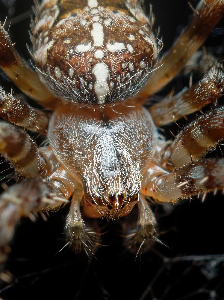 Фотография автора Олесь Парицкий