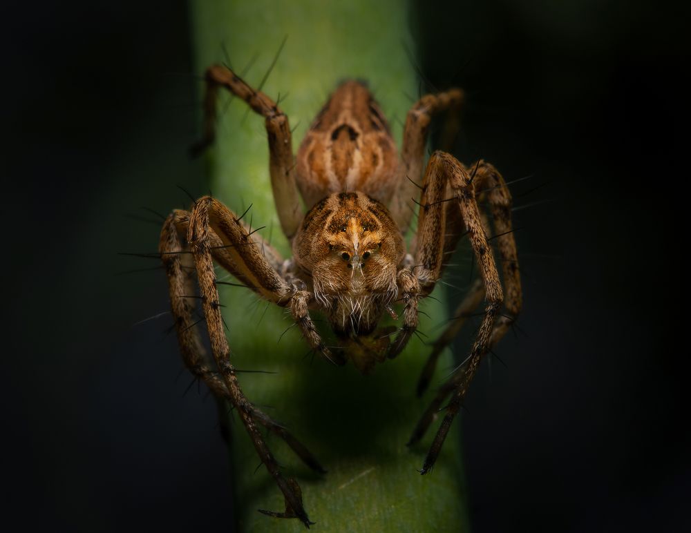 Фотография автора Олесь Парицкий