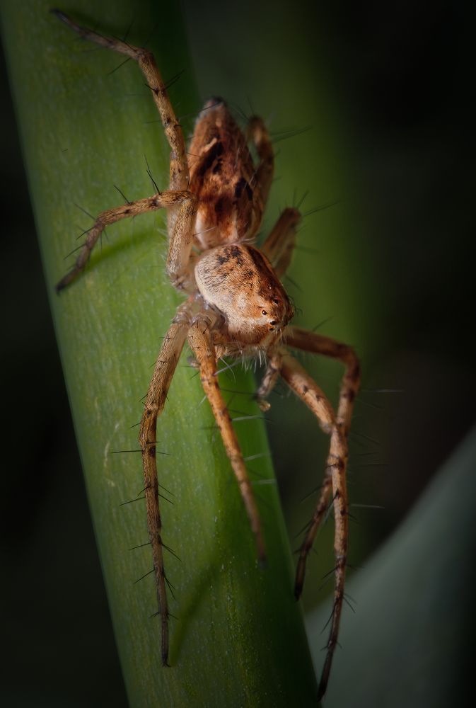 Фотография автора Олесь Парицкий