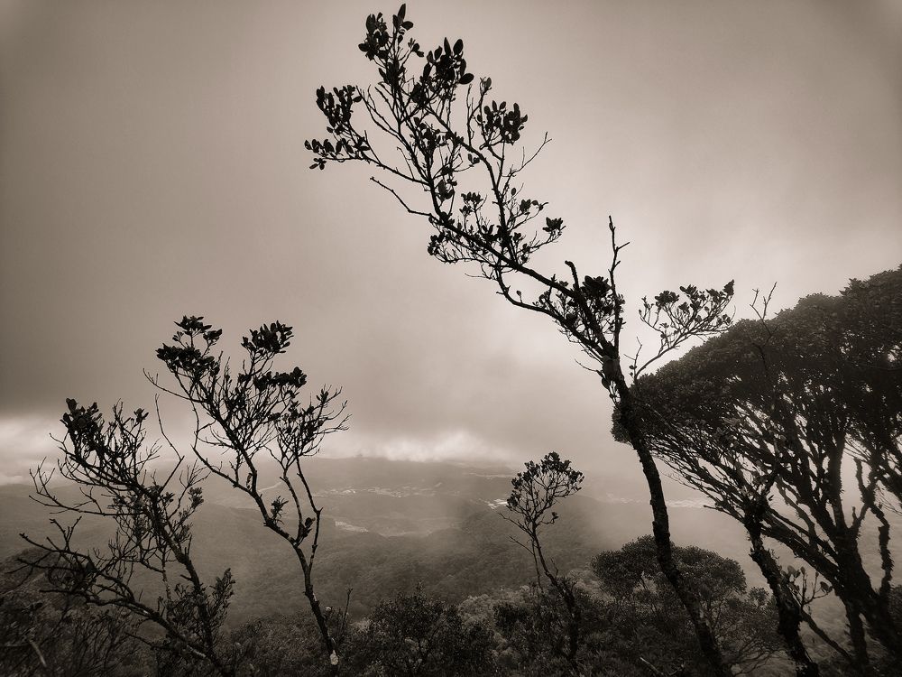 Mossy Forest, Malaysia.