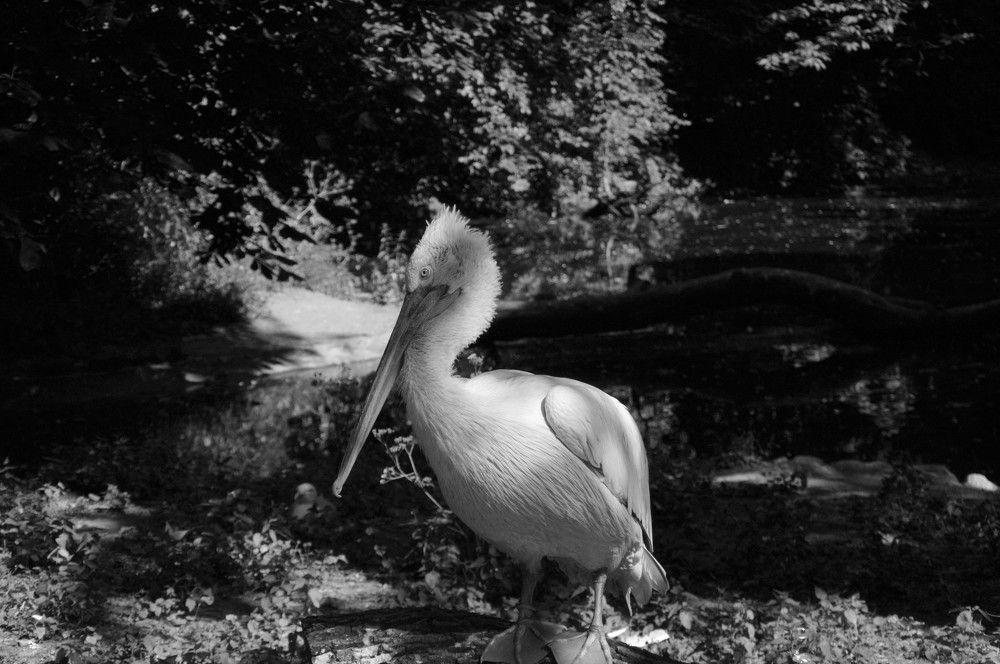 Photograph by Ольга Шевцова