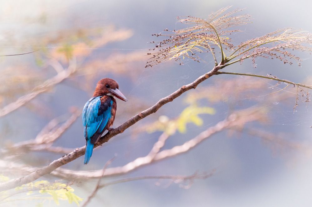 Фотография автора Nishanthe Hewawitharana